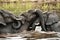 Juvenile elephants jousting in the waters of the Chobe river.