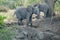 Juvenile Elephants on tour in Uganda Queen Elizabeth National Park.