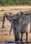 Juvenile elephants at waterhole