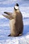 Juvenile Emperor penguin on ice floe, Weddell Sea, Antarctica