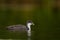 Juvenile Eurasian coot