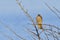 Juvenile Eurasian sparrowhawk