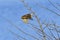 Juvenile Eurasian sparrowhawk