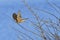 Juvenile Eurasian sparrowhawk