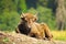 Juvenile european bison