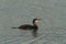 A juvenile European, or Common Shag, UK.