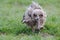 Juvenile European Eagle Owl eating a rat