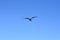 The Juvenile European herring gull in flight