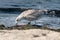 Juvenile European herring gull, Larus argentatus, sitting on a beach with a ocean tide in background, feeding on sea