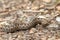 Juvenile european nose horned viper