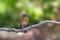 Juvenile European robin