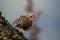 Juvenile European robin bird - Erithacus rubecula