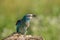 Juvenile European roller