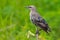 Juvenile European Starling