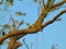 Juvenile European Starling Bird Perched High in Tree Branch with Molting Grey Feathers Around Head