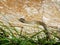 Juvenile European Whip Snake