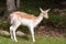 Juvenile fallow deer