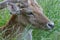 Juvenile Fallow Deer / Dama dama Stag head and face lying in long grass