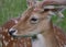 Juvenile Fallow Deer / Dama dama Stag head and face lying in long grass