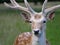 Juvenile Fallow Deer / Dama dama Stag head and face standing looking forward