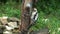 Juvenile female great spotted woodpecker feeding.