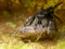 Juvenile female Johnson`s jumping spider feeding on a cricket