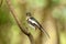 Juvenile female oriental magpie-robin