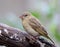 Juvenile female Southern Masked-weaver