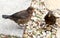 Juvenile and female thrush, turdus merula