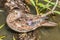 Juvenile female wood duck