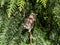 Juvenile fieldfare chick (Turdus pilaris), that has left the nest and sitting on tree bramch. Young bird in