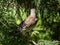 Juvenile fieldfare chick (Turdus pilaris), that has left the nest and sitting on tree bramch. Young bird in