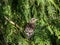 Juvenile fieldfare chick (Turdus pilaris), that has left the nest and sitting on tree bramch. Young bird in