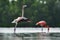 The juvenile flamingo waved wings