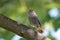 Juvenile fluffy black redstart with short orange tail