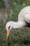 Juvenile fluffy young stork portrait