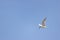 Juvenile Forster`s tern Sterna forsteri in flight against a clear blue sky