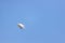 Juvenile Forster`s tern Sterna forsteri in flight against a clear blue sky