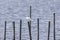 Juvenile Forster`s tern Sterna forsteri sits and rests on a post sticking out of the water in the marsh at Blackwater National W