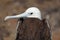 A juvenile fregate bird on North Seymour, Galapagos Islands, Ecuador, South America