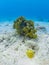 Juvenile french angelfish, Pomacanthus paru. Bonaire, Caribbean Netherlands. Diving holiday