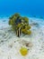 Juvenile french angelfish, Pomacanthus paru. Bonaire, Caribbean Netherlands. Diving holiday