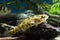 Juvenile freshwater fish Chinese sleeper, Perccottus glenii, resting on driftwood in biotope aquarium, closeup