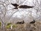 Juvenile frigate bird tries out its wings, North Seymour, Galapagos, Ecuador