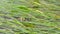 Juvenile Frog hiding and resting between floating aquatic plants in a river