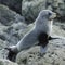 Juvenile Fur Seal