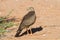 Juvenile Gabar Goshawk standing on dry sand