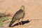 Juvenile Gabar Goshawk standing on dry sand