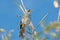 Juvenile Galapagos mockingbird, Mimus parvulus, on Santa Cruz Is