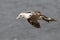 Juvenile Gannet Morus bassanus in flight